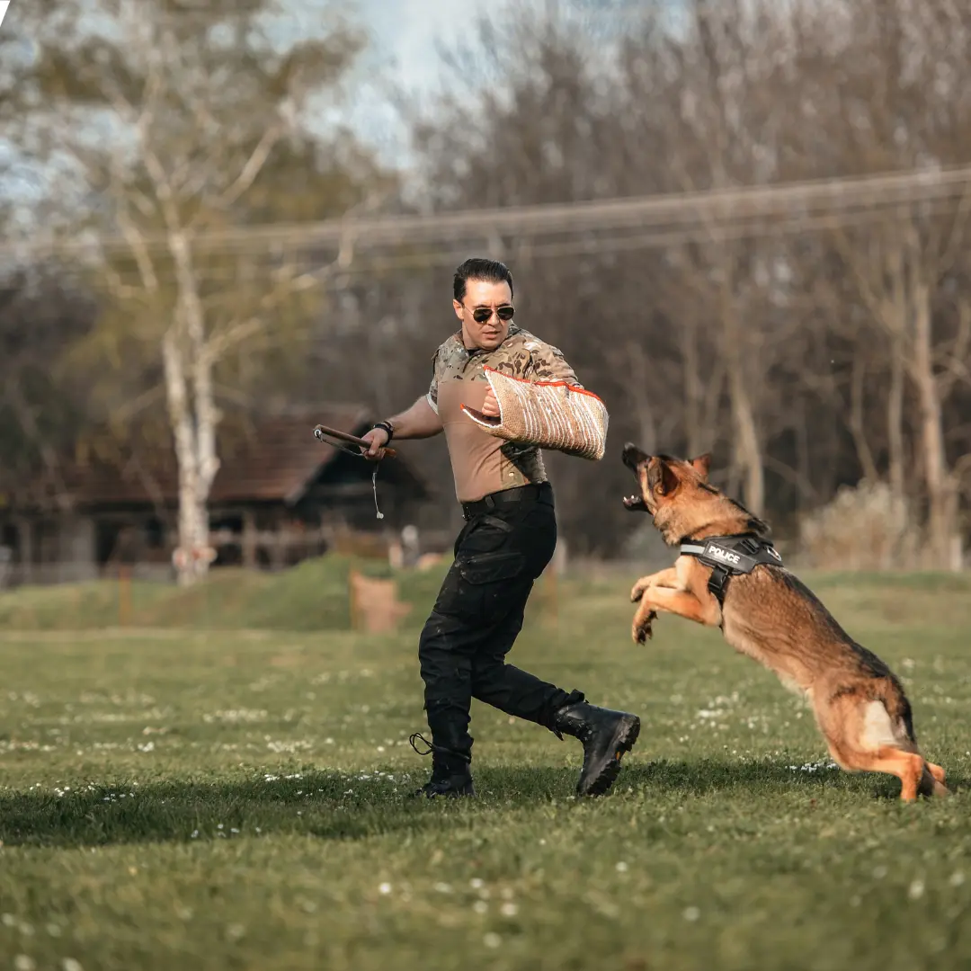 Animal Attack Attorney