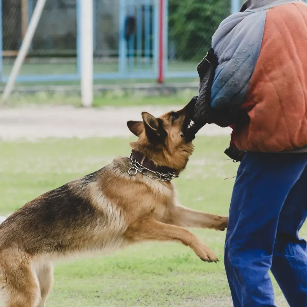 Dog Bite & Animal Attack Attorney: Protecting Your Rights After a Texas Injury