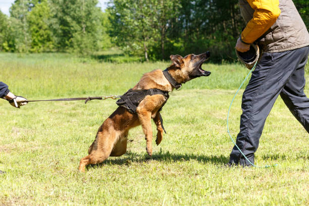 Animal Attack